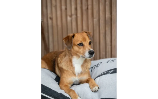 david-fussenegger-nova-hundebett-mit-rv-dackel-home-is-grs image 8
