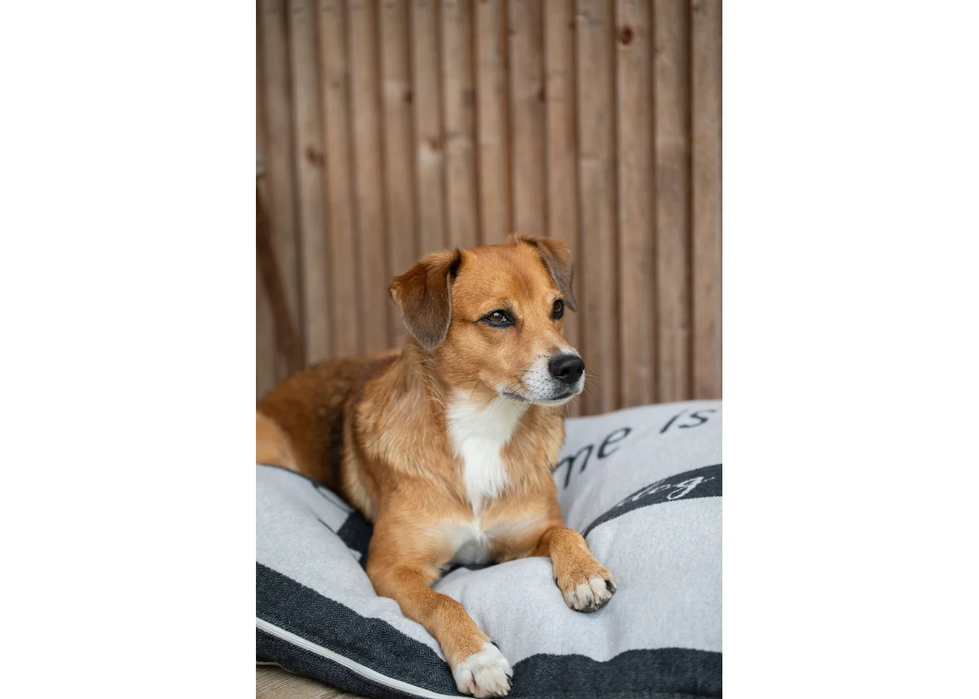 david-fussenegger-nova-hundebett-mit-rv-dackel-home-is-grs image 4