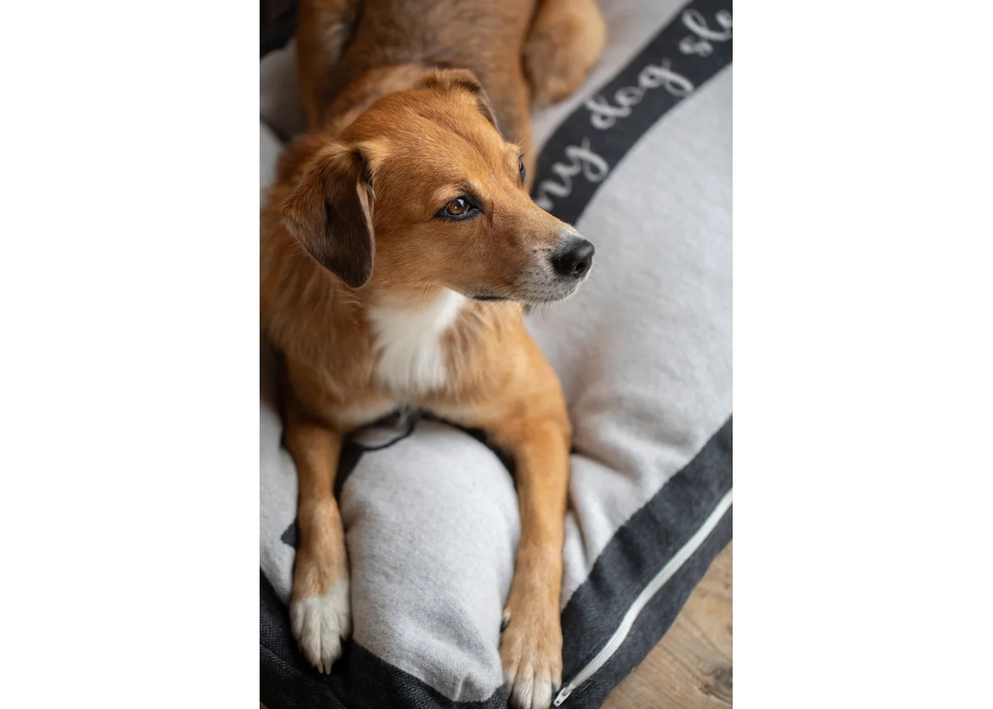 david-fussenegger-nova-hundebett-mit-rv-dackel-home-is-grs image 3