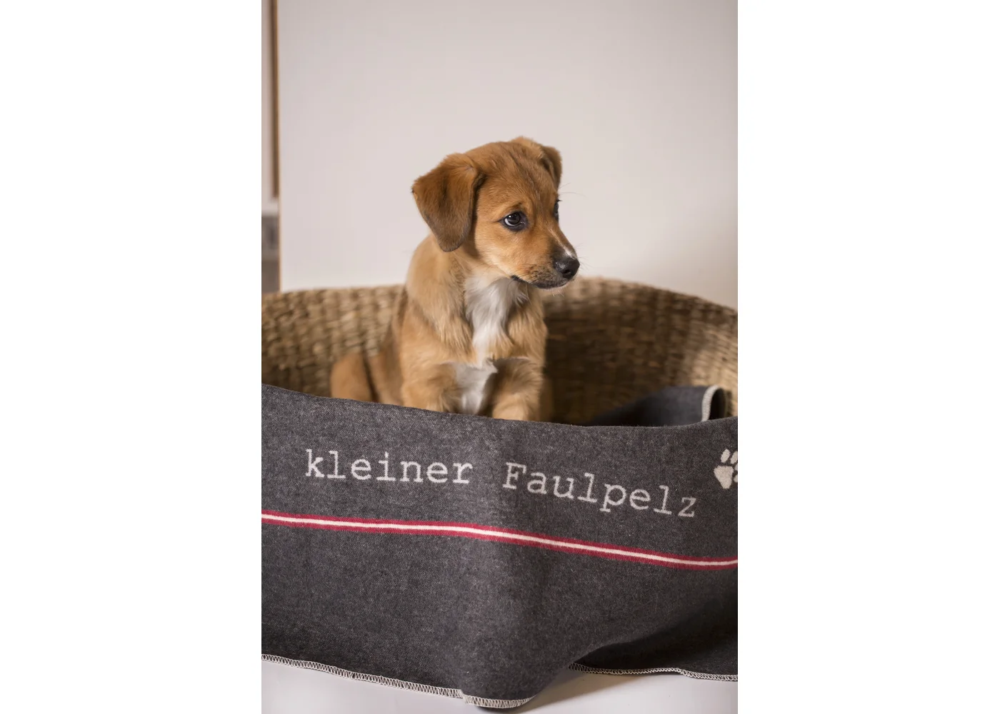 david-fussenegger-haustierdecke-kleiner-faulpelz-grs image 5