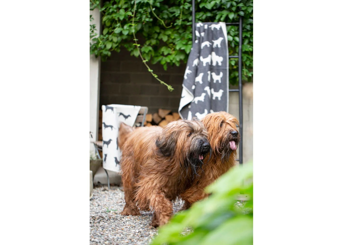 david-fussenegger-haustierdecke-hundesilhouetten-grs image 3