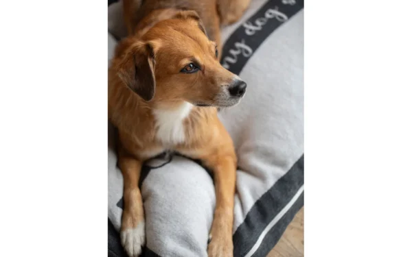 david-fussenegger-nova-hundebett-mit-rv-dackel-home-is-grs image 7