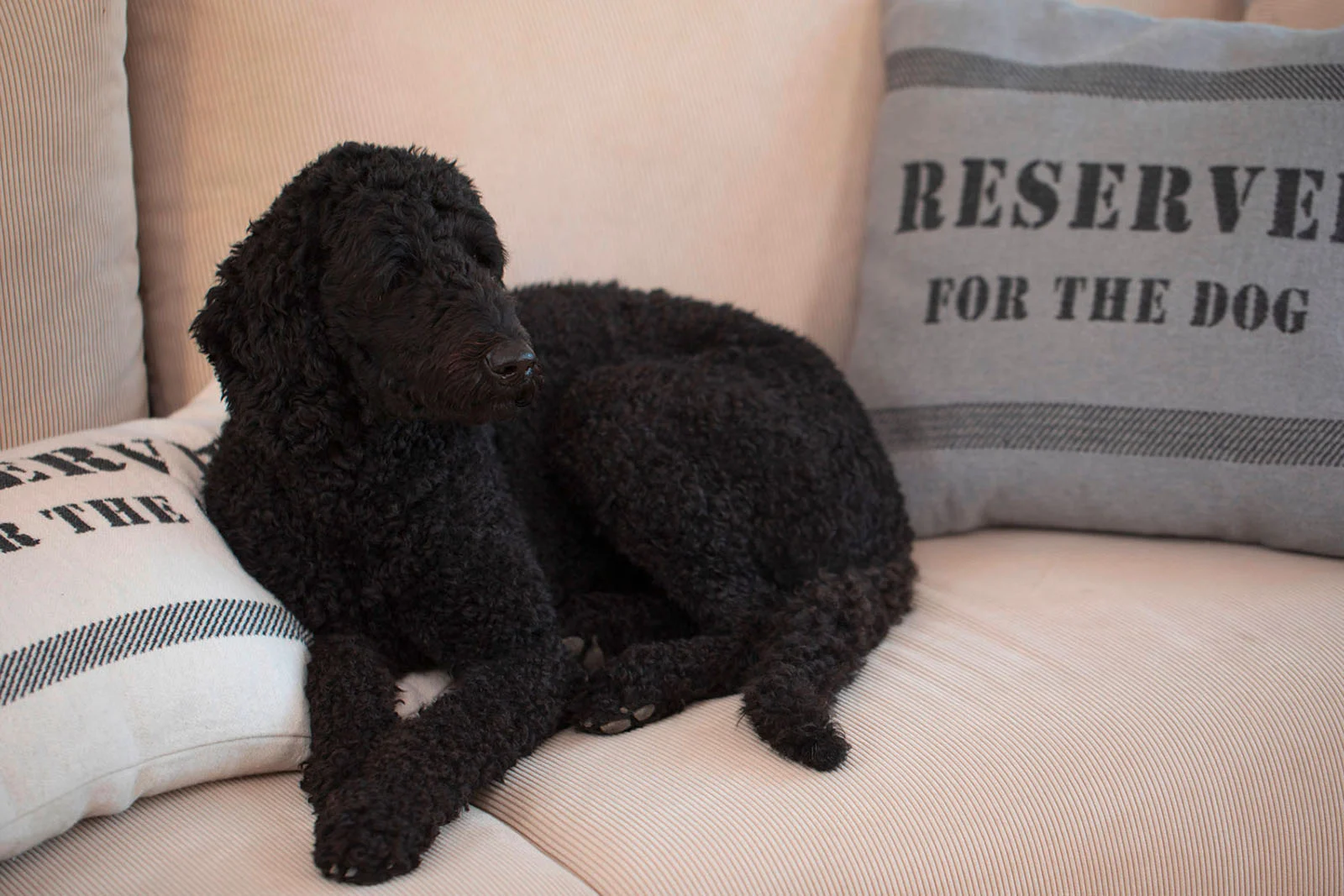 david-fussenegger-nova-kissenh-lle-reserved-for-the-dog-grs image 3