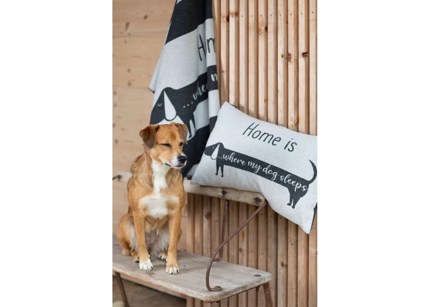 david-fussenegger-haustierdecke-dackel-home-is-grs image 4
