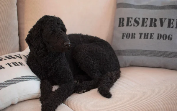david-fussenegger-nova-kissenh-lle-reserved-for-the-dog-grs image 7