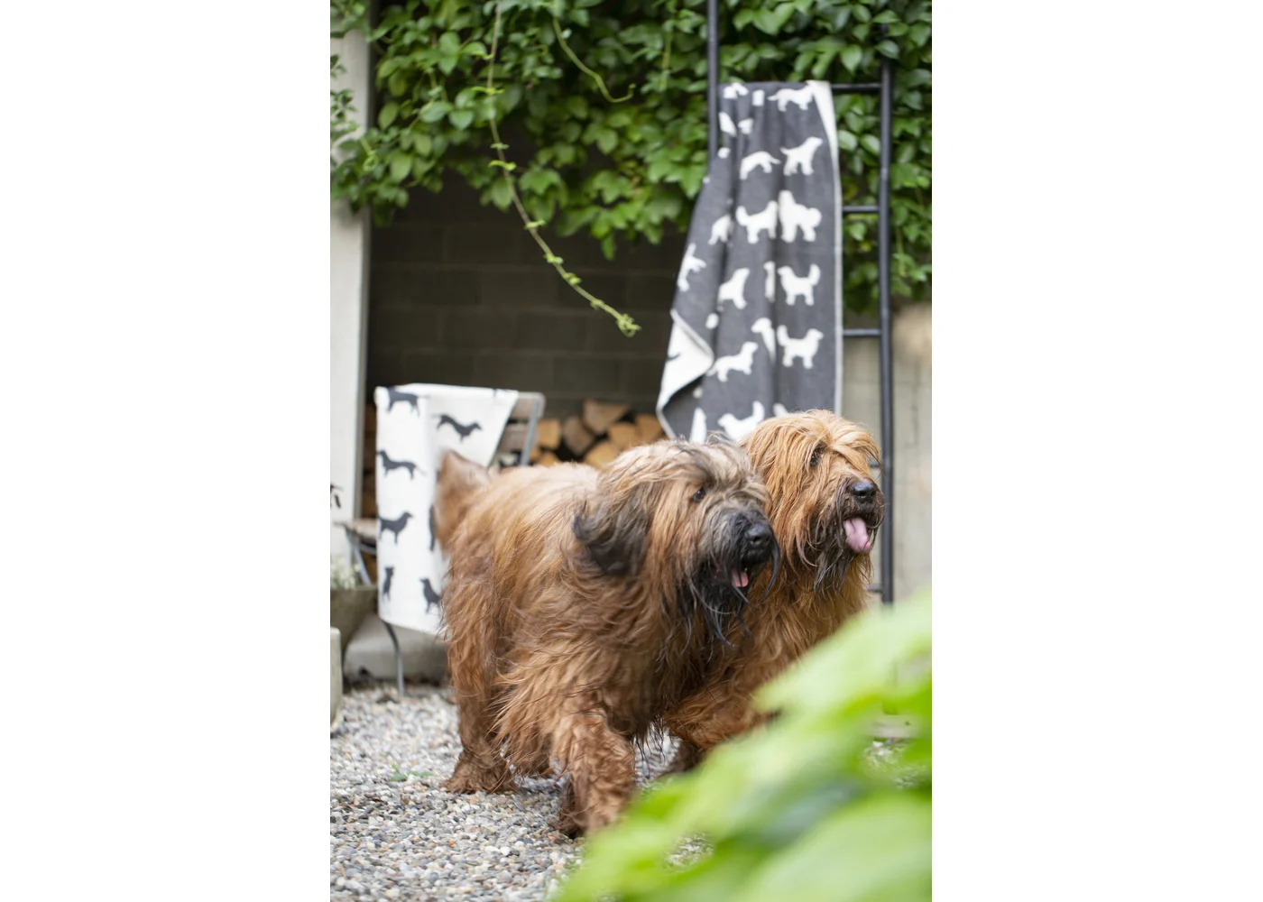 david-fussenegger-haustierdecke-hunde-allover-grs image 4
